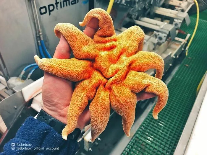 Sea Star