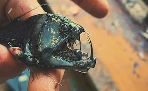 Russian Fisherman Posts Terrifying Creatures Of The Deep Sea That He Comes Across, And People Want Him To Stop (30 New Pics)