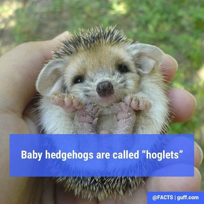 50 Of The Most Interesting Facts About Our World, As Shared By This Instagram Account