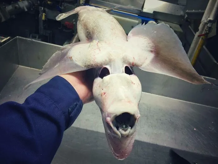 Con la perspectiva adecuada, un pez normal parece un monstruo
