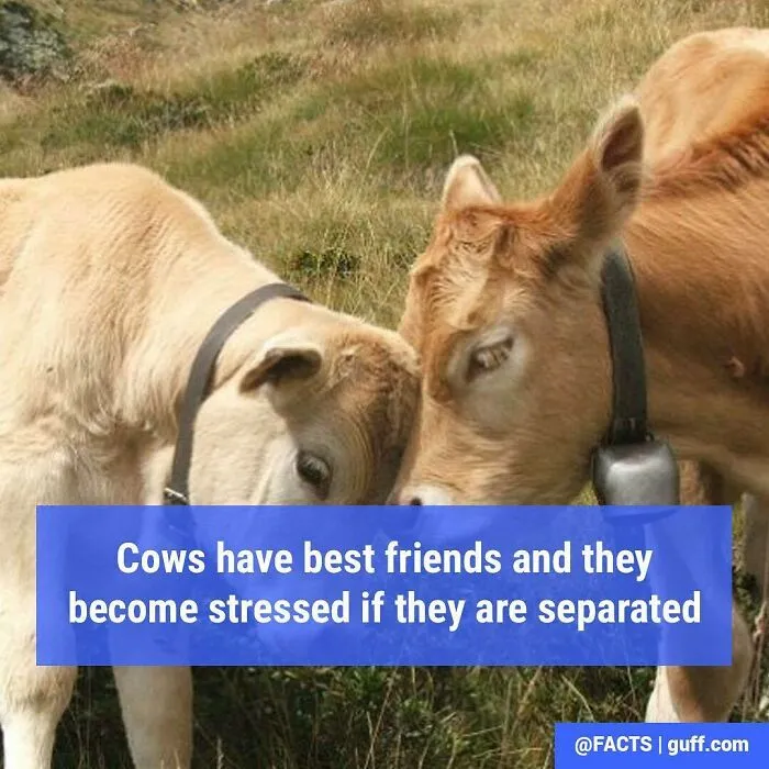 50 Of The Most Interesting Facts About Our World, As Shared By This Instagram Account