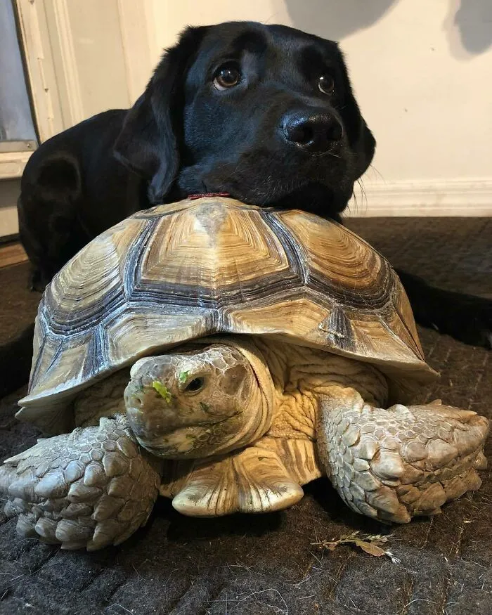 Franklin ha hecho un amigo