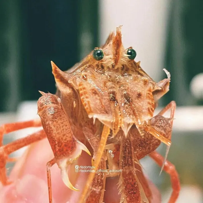 Sclerocrangon Ferox⠀⁣⁣