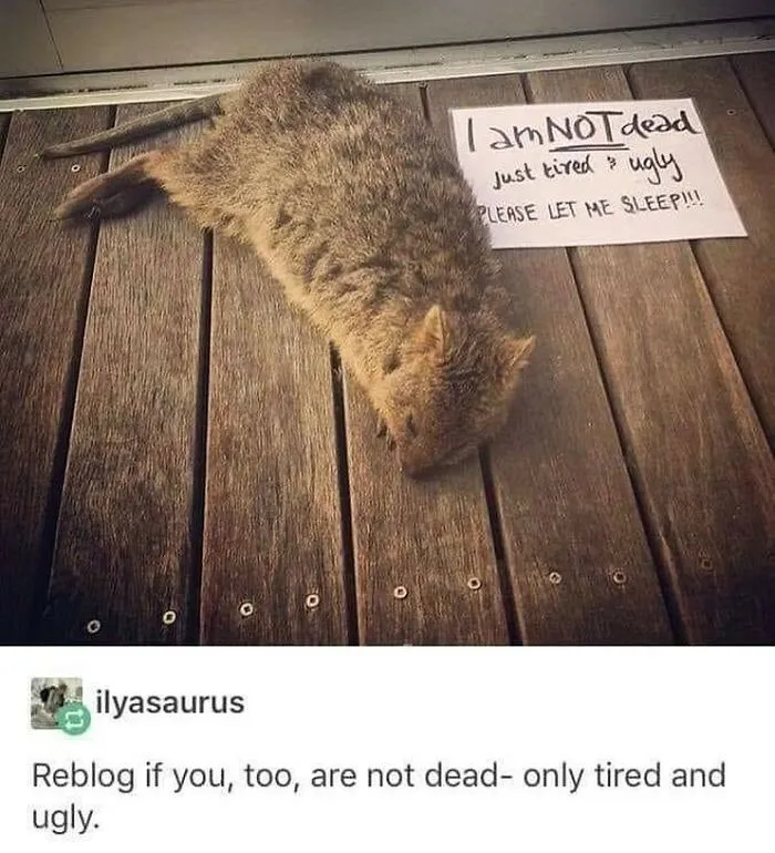 50 Times People Spotted Something On Tumblr That Was Worth Sharing With The Whole World