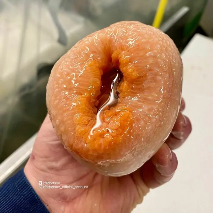 Russian Fisherman Posts Terrifying Creatures Of The Deep Sea That He Comes Across, And People Want Him To Stop (30 New Pics)