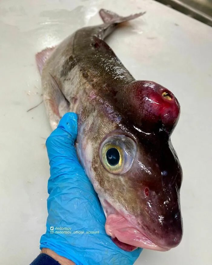 Haddock