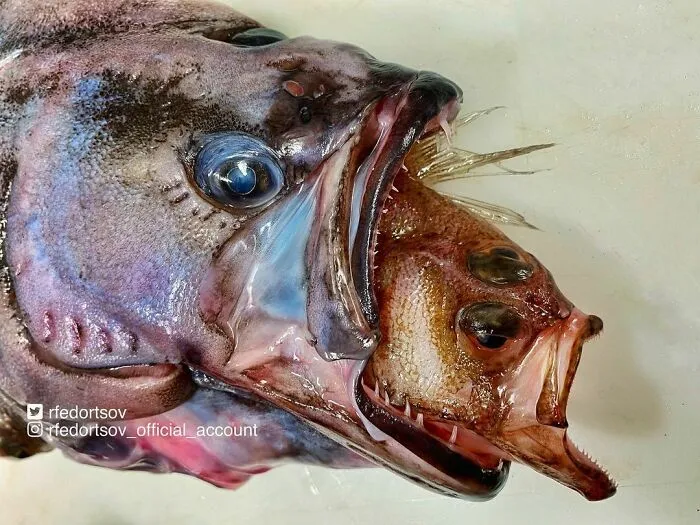 Este pescador ruso comparte las terroríficas criaturas del fondo del mar que encuentra, y queremos que pare (30 fotos nuevas)