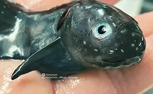Russian Fisherman Posts Terrifying Creatures Of The Deep Sea That He Comes Across, And People Want Him To Stop (30 New Pics)