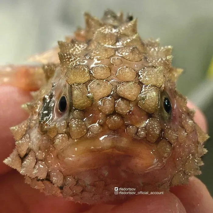 Russian Fisherman Posts Terrifying Creatures Of The Deep Sea That He Comes Across, And People Want Him To Stop (30 New Pics)