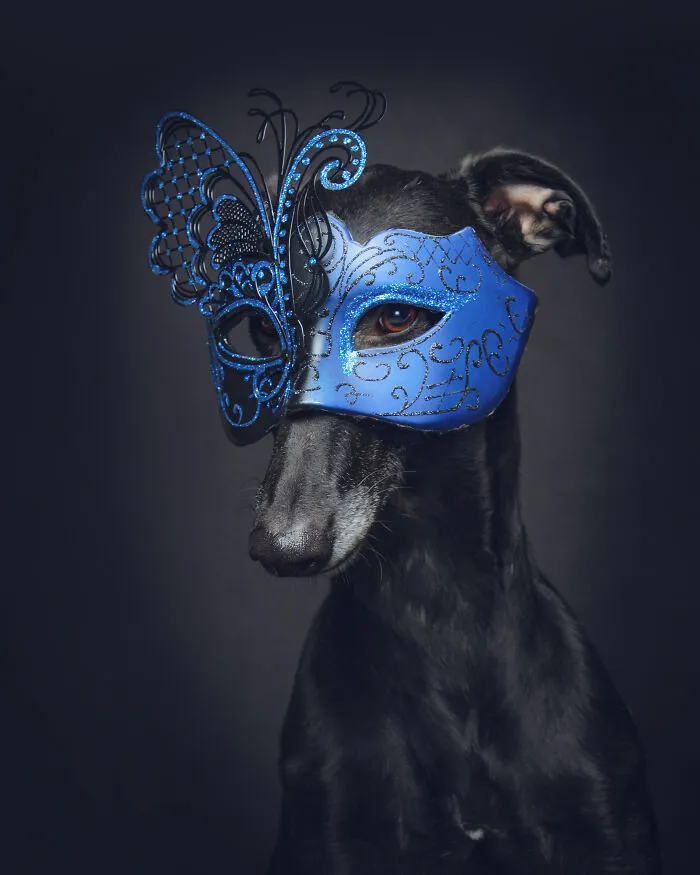 I Take Photos Of Galgos To Bring Attention To Their Terrible Living Conditions (34 Pics)