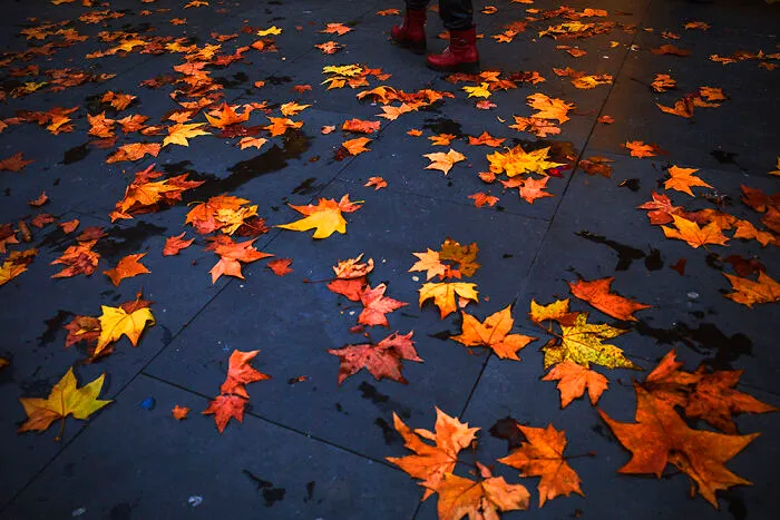 Day 343: Fall Colors Are Stunning