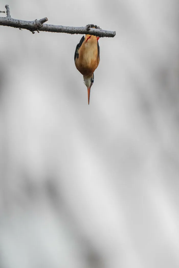 I Capture Every Move Of Diving Kingfishers (16 Pics)