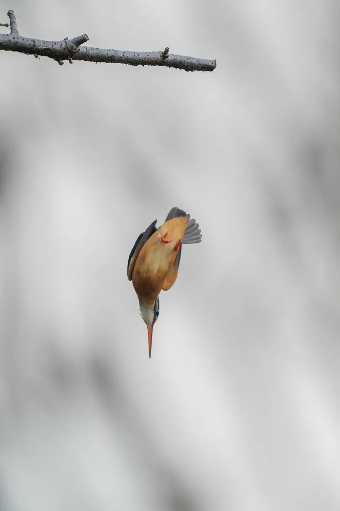 I Capture Every Move Of Diving Kingfishers (16 Pics)