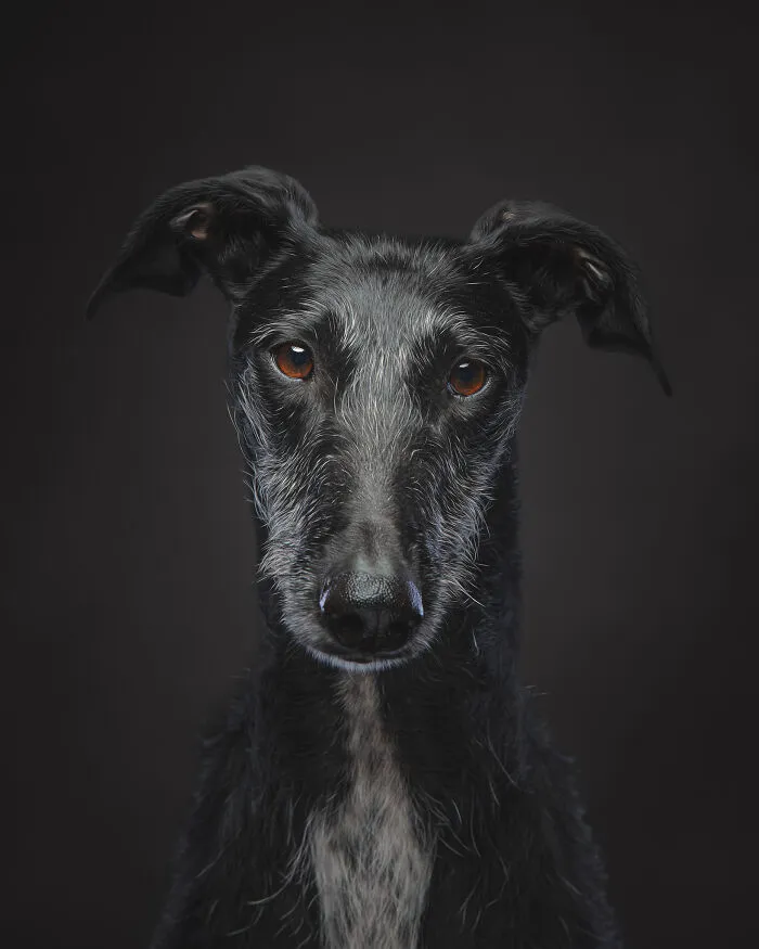 I Take Photos Of Galgos To Bring Attention To Their Terrible Living Conditions (34 Pics)