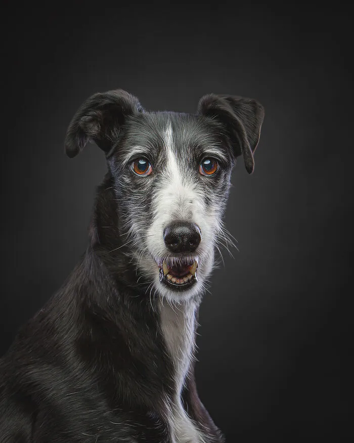 I Take Photos Of Galgos To Bring Attention To Their Terrible Living Conditions (34 Pics)