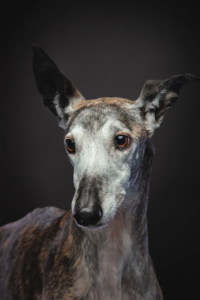 I Take Photos Of Galgos To Bring Attention To Their Terrible Living Conditions (34 Pics)