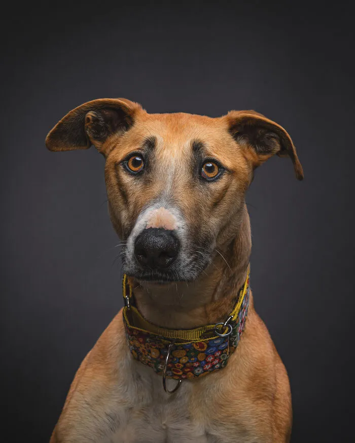 I Take Photos Of Galgos To Bring Attention To Their Terrible Living Conditions (34 Pics)