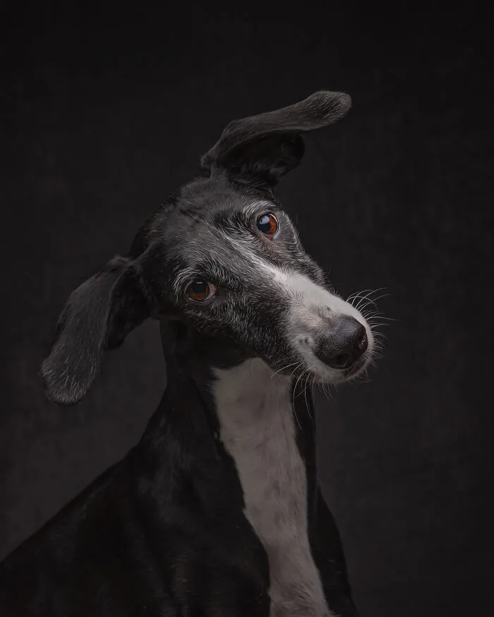 I Take Photos Of Galgos To Bring Attention To Their Terrible Living Conditions (34 Pics)