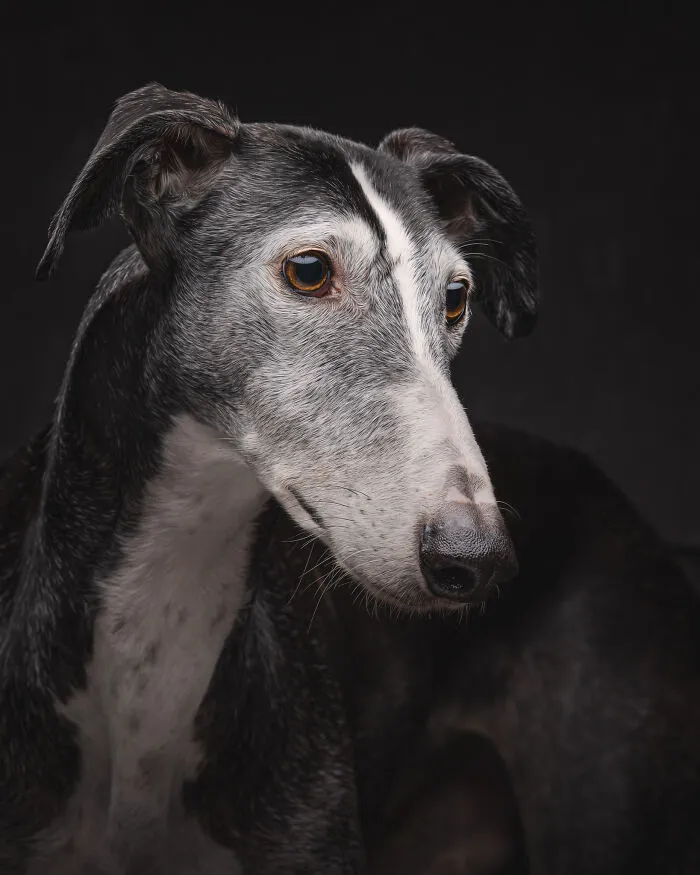 I Take Photos Of Galgos To Bring Attention To Their Terrible Living Conditions (34 Pics)