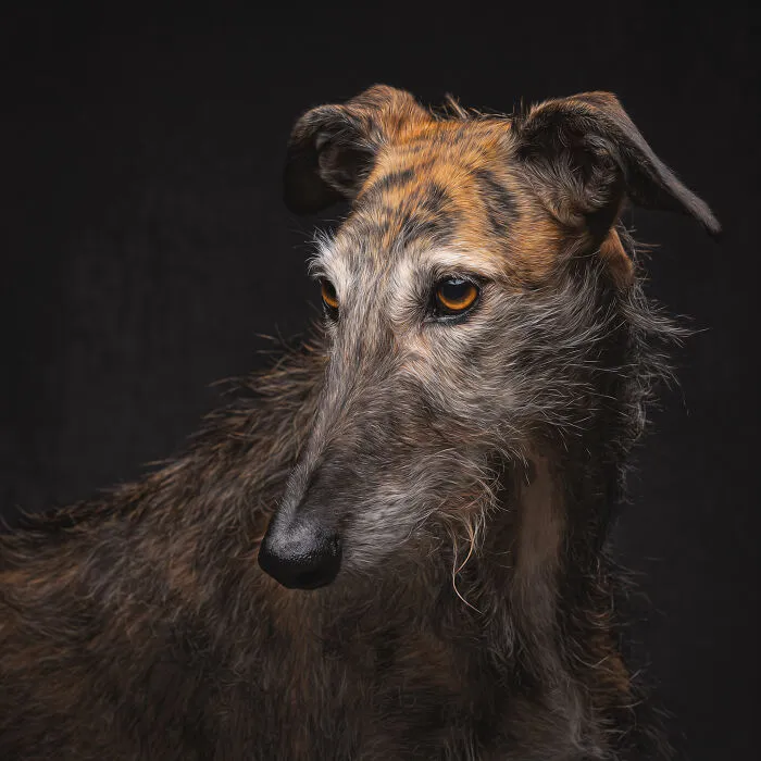 I Take Photos Of Galgos To Bring Attention To Their Terrible Living Conditions (34 Pics)