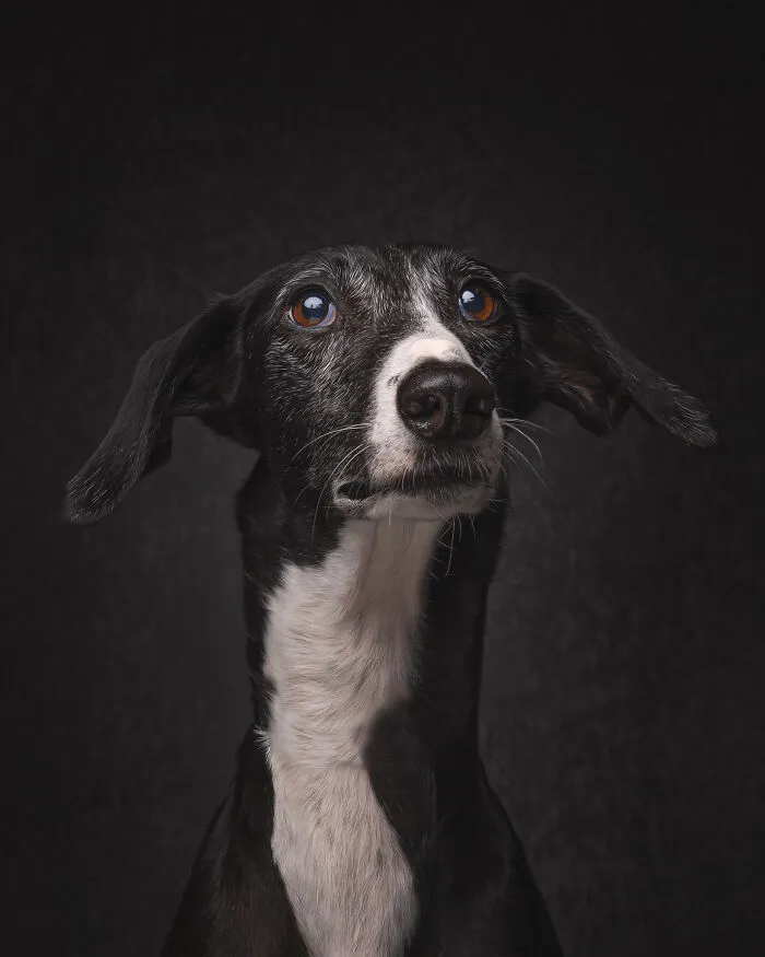 I Take Photos Of Galgos To Bring Attention To Their Terrible Living Conditions (34 Pics)