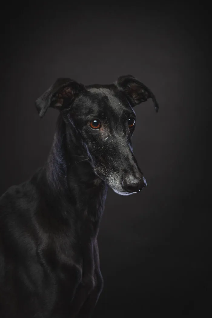 I Take Photos Of Galgos To Bring Attention To Their Terrible Living Conditions (34 Pics)