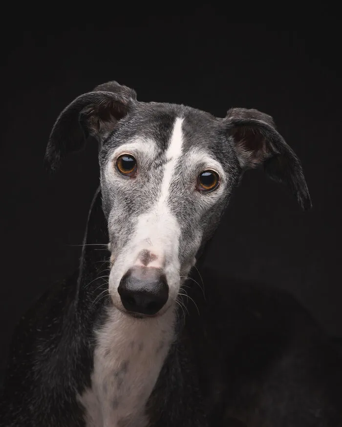 I Take Photos Of Galgos To Bring Attention To Their Terrible Living Conditions (34 Pics)