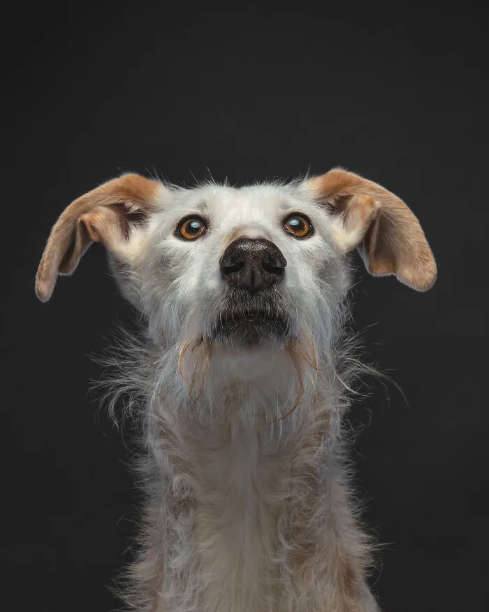 I Take Photos Of Galgos To Bring Attention To Their Terrible Living Conditions (34 Pics)