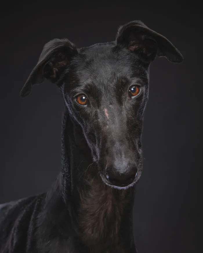 I Take Photos Of Galgos To Bring Attention To Their Terrible Living Conditions (34 Pics)