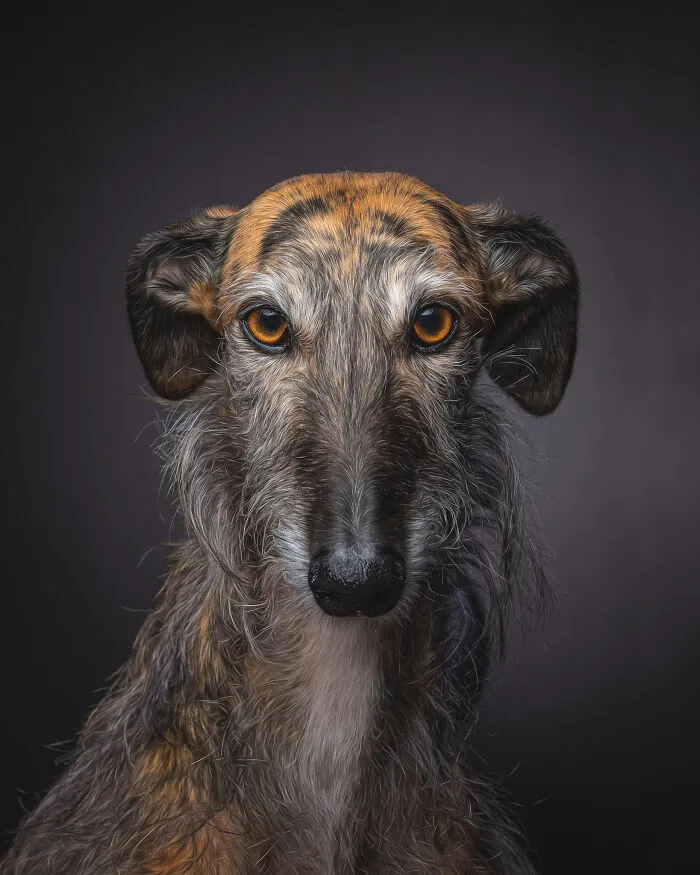 I Take Photos Of Galgos To Bring Attention To Their Terrible Living Conditions (34 Pics)