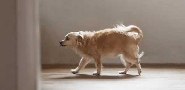 Hey Pandas, Photoshop This Photo Of A Puppy