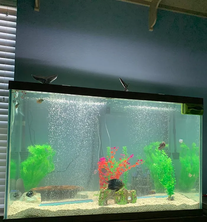 I Have Basically A Giraffe Catfish, Cichlids, And A Knife Fish