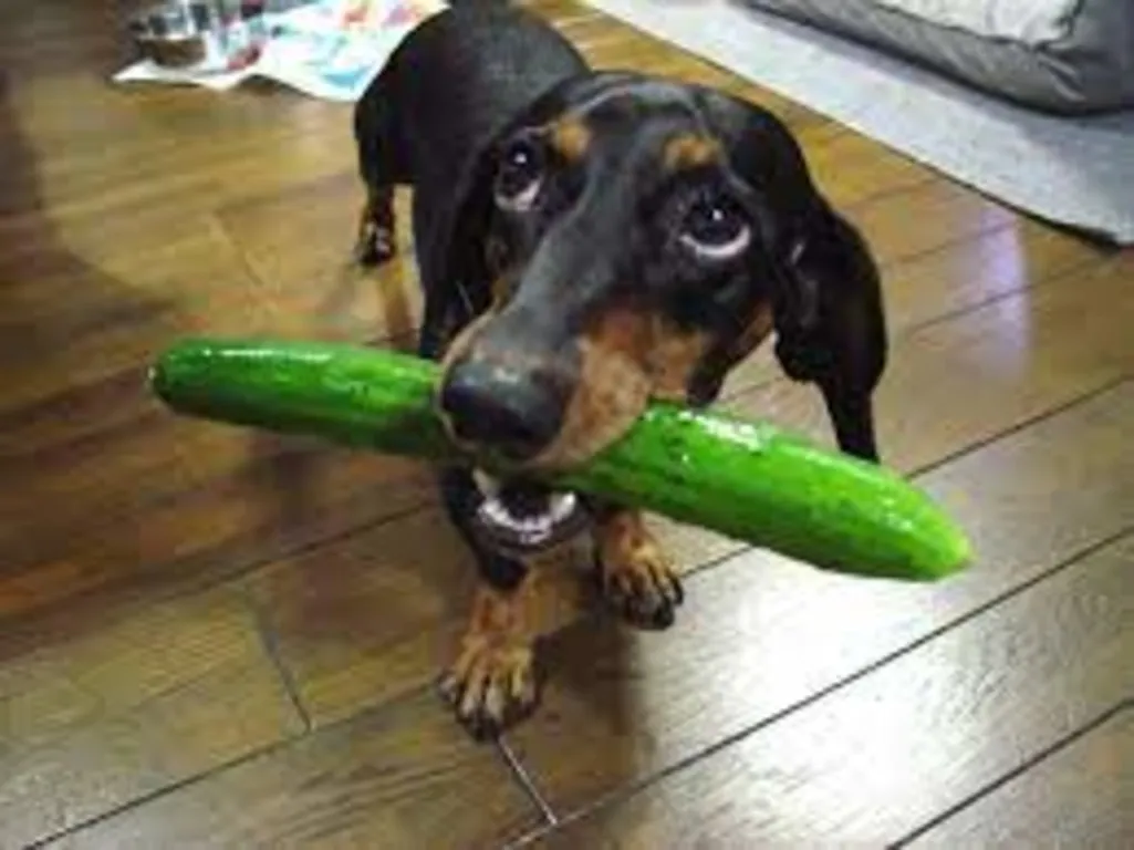 Hey Pandas, Post The Strangest Thing You've Caught Your Pet Doing (Closed)