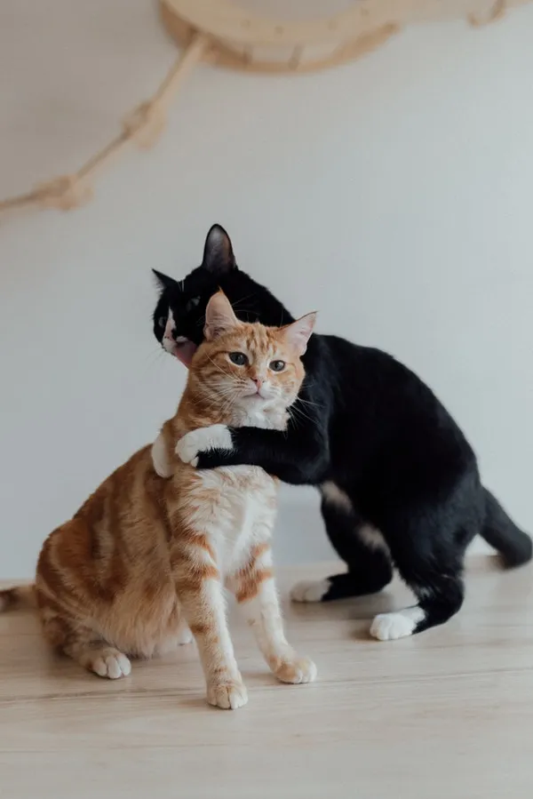 Hey Pandas, Post Your Pet's Funny Picture Like This...