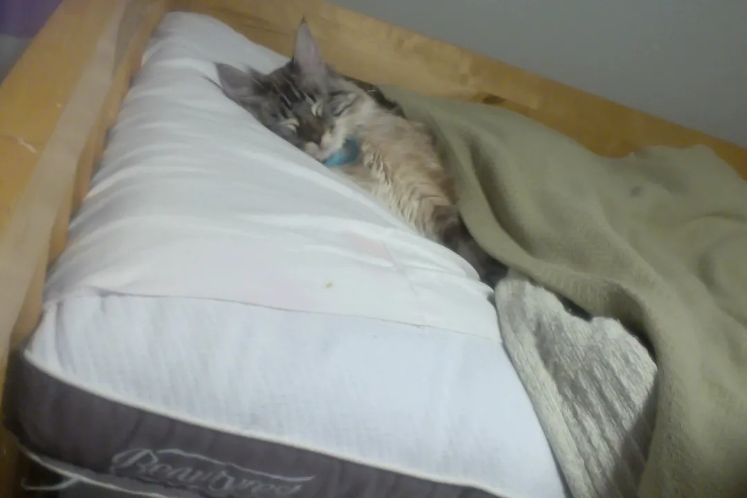 Hey Pandas, Post The Sweetest Pic Of Your Pet!