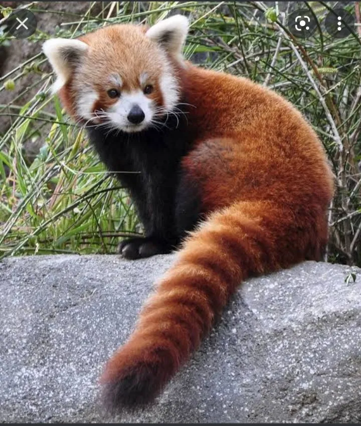 Hey Pandas, Whats Your Favorite Animals?