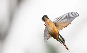 I Capture Every Move Of Diving Kingfishers (16 Pics)