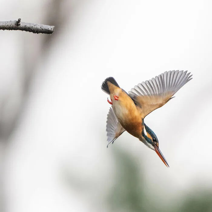 I Capture Every Move Of Diving Kingfishers (16 Pics)