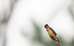 I Capture Every Move Of Diving Kingfishers (16 Pics)