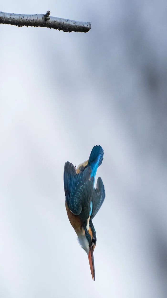 I Capture Every Move Of Diving Kingfishers (16 Pics)