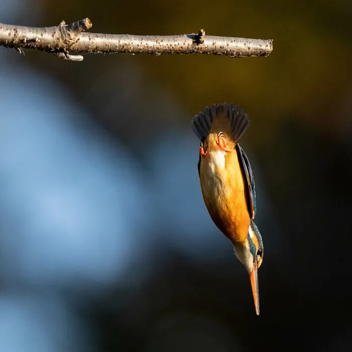 I Capture Every Move Of Diving Kingfishers (16 Pics)