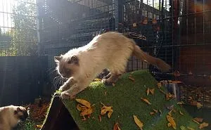 I Built A Small Outdoor Save Space For My Cats
