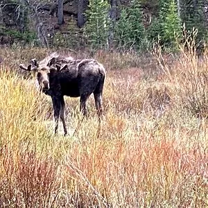 Moose o ramma