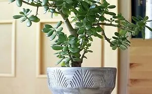 I Recommend These Pet-Friendly Houseplants That Can Coexist Safely With Your Cats And Dogs