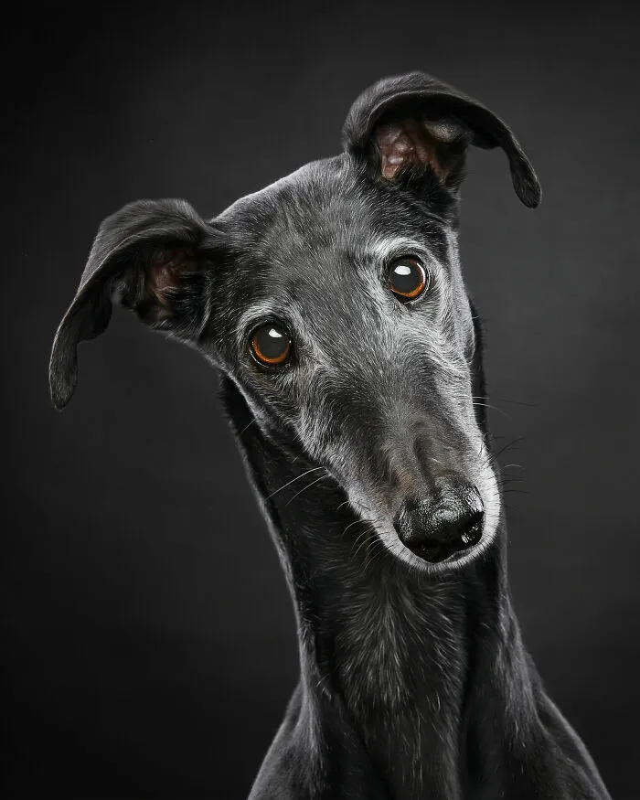 I Take Photos Of Galgos To Bring Attention To Their Terrible Living Conditions (34 Pics)