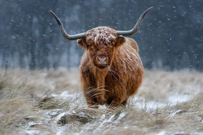 My Favorite Animals R Cows :)