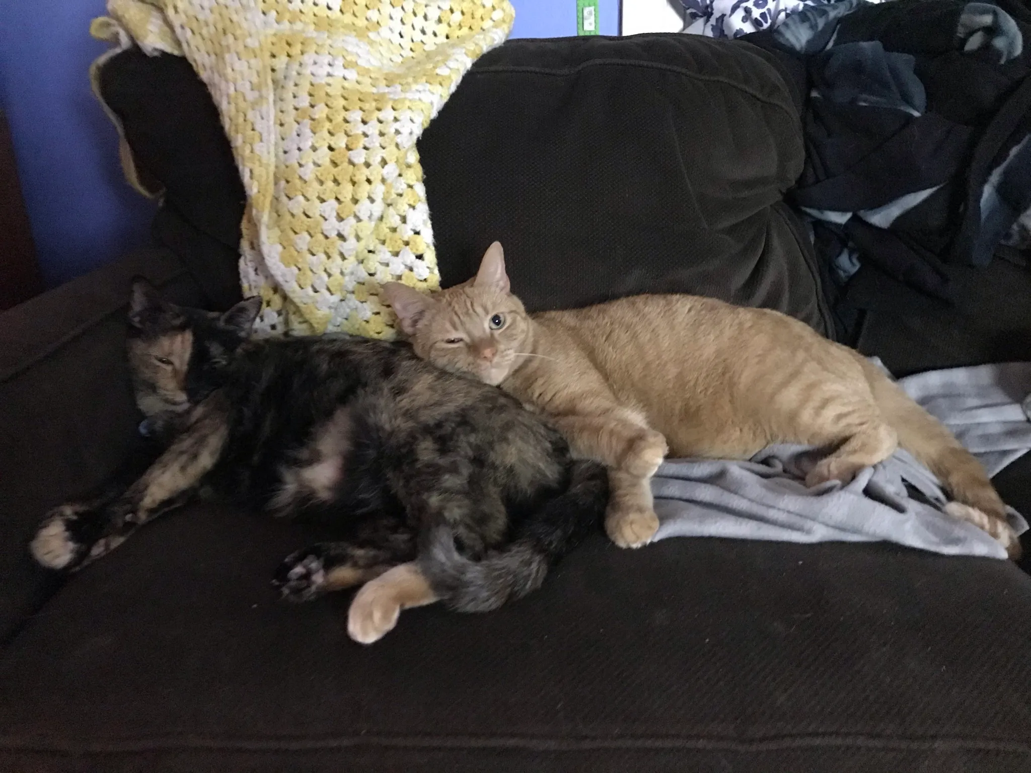 Post An Adorable Picture Of Your Pet!