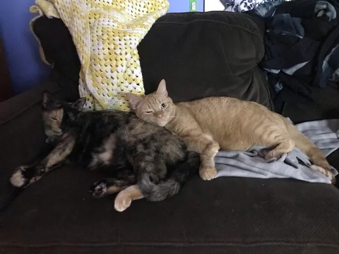 Here Are My Fluffie Floofies! (Flash & Slade)