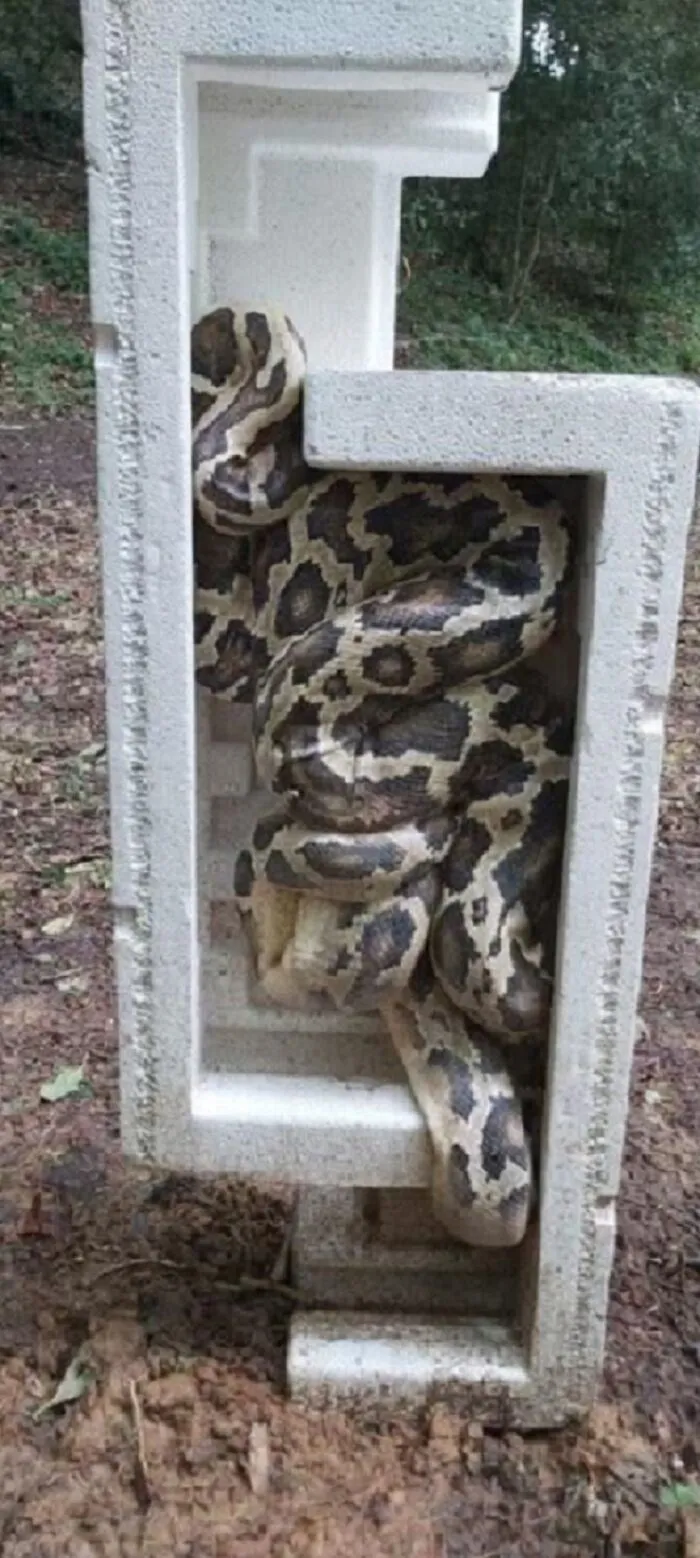 Snake-Art