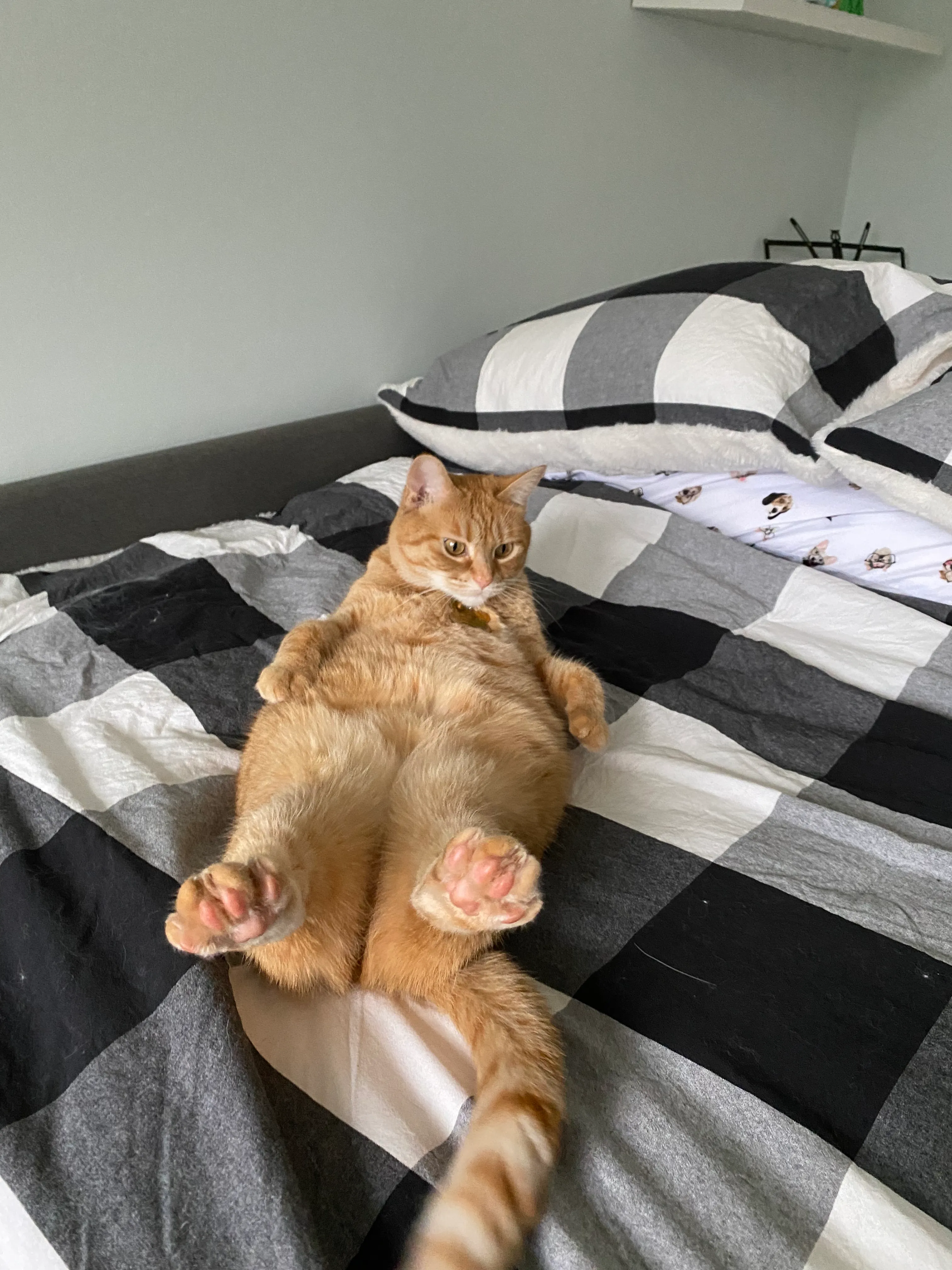 Show Me Your Pets!!!